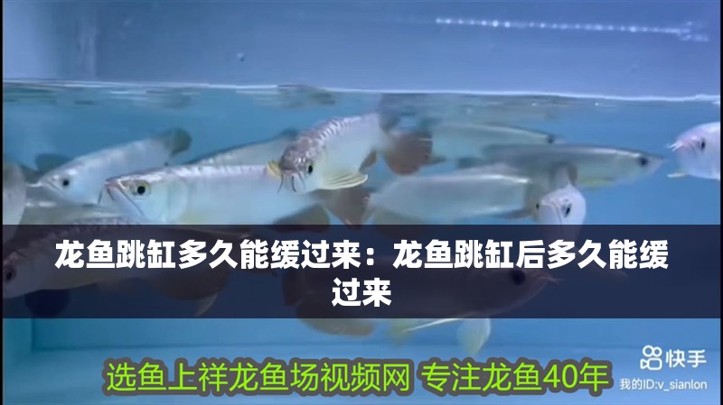 龍魚跳缸多久能緩過來：龍魚跳缸后多久能緩過來
