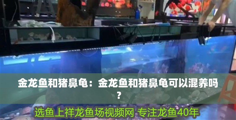 金龍魚和豬鼻龜：金龍魚和豬鼻龜可以混養嗎？