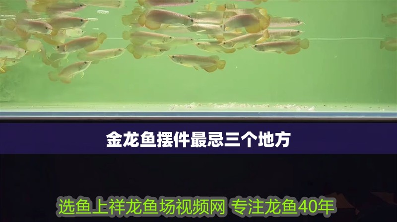 金龍魚擺件最忌三個地方
