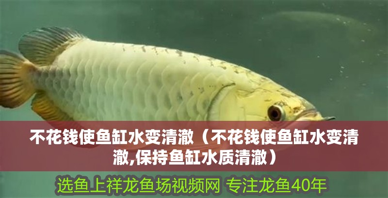 不花錢使魚缸水變清澈（不花錢使魚缸水變清澈,保持魚缸水質清澈）