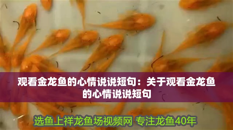 觀看金龍魚的心情說說短句：關于觀看金龍魚的心情說說短句