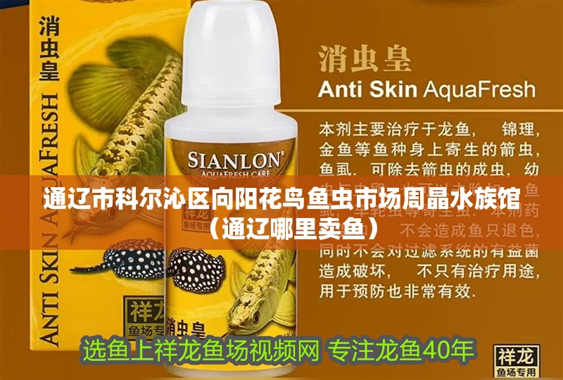 通遼市科爾沁區向陽花鳥魚蟲市場周晶水族館（通遼哪里賣魚）