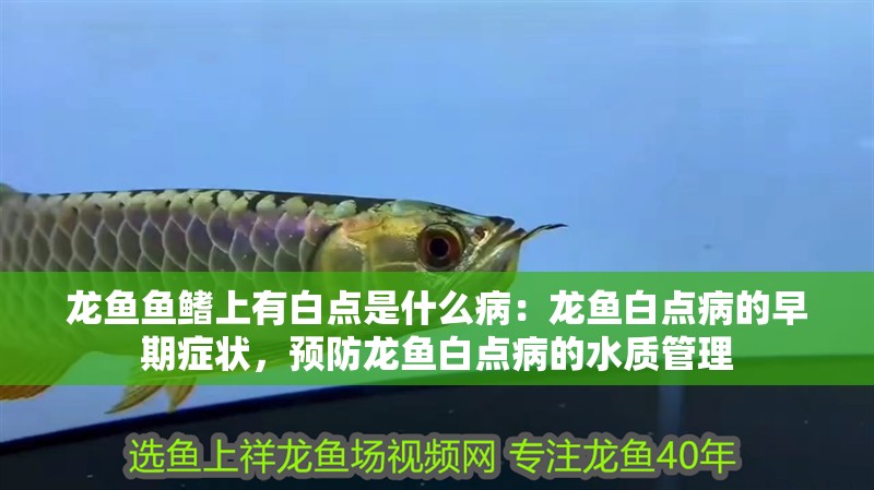 龍魚(yú)魚(yú)鰭上有白點(diǎn)是什么?。糊堲~(yú)白點(diǎn)病的早期癥狀，預(yù)防龍魚(yú)白點(diǎn)病的水質(zhì)管理