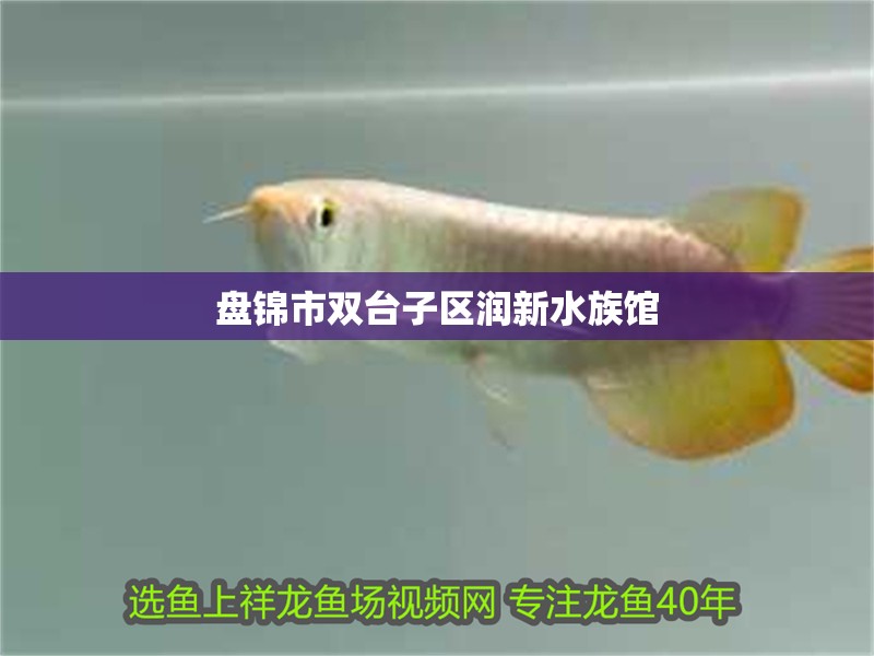 盤錦市雙臺子區潤新水族館