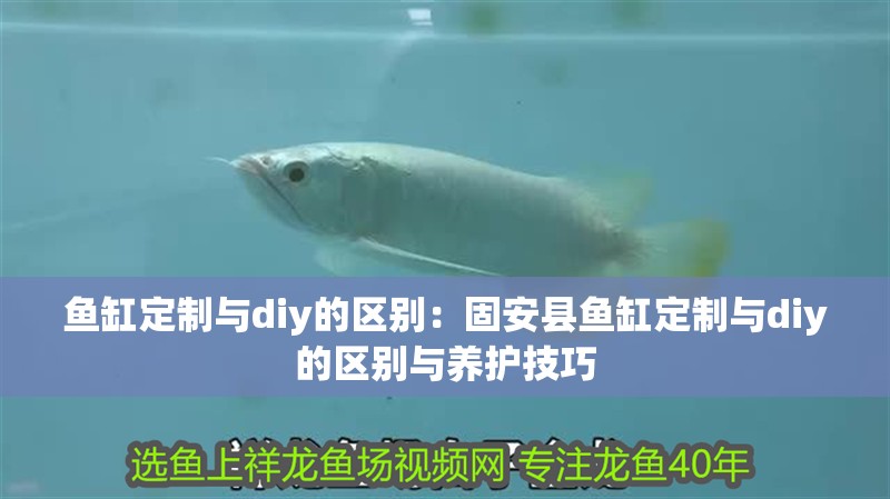 魚缸定制與diy的區別：固安縣魚缸定制與diy的區別與養護技巧