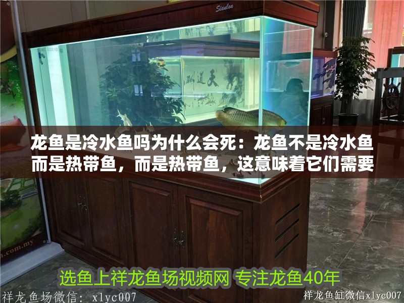 龍魚是冷水魚嗎為什么會死：龍魚不是冷水魚而是熱帶魚，而是熱帶魚，這意味著它們需要較高的水溫范圍