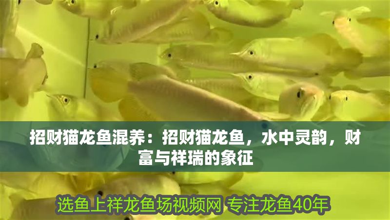 招財貓龍魚混養：招財貓龍魚，水中靈韻，財富與祥瑞的象征
