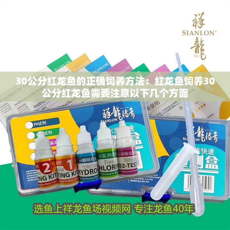 30公分紅龍魚的正確飼養方法：紅龍魚飼養30公分紅龍魚需要注意以下幾個方面