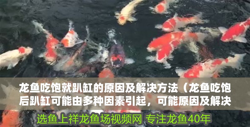 龍魚吃飽就趴缸的原因及解決方法（龍魚吃飽后趴缸可能由多種因素引起，可能原因及解決方法）
