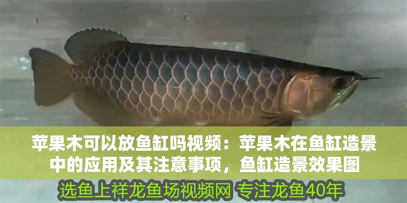 蘋果木可以放魚缸嗎視頻：蘋果木在魚缸造景中的應用及其注意事項，魚缸造景效果圖