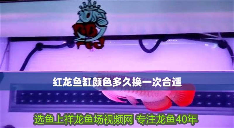 紅龍魚缸顏色多久換一次合適