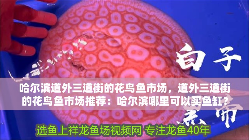 哈爾濱道外三道街的花鳥魚市場，道外三道街的花鳥魚市場推薦：哈爾濱哪里可以買魚缸？