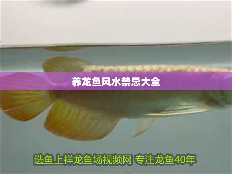 養(yǎng)龍魚風(fēng)水禁忌大全