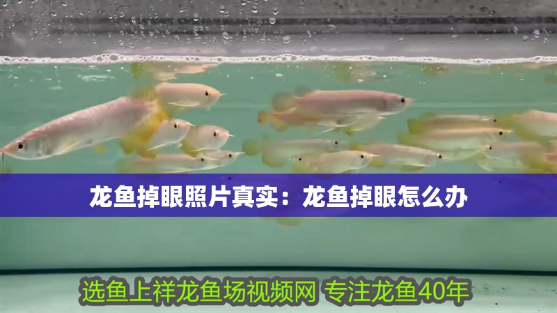 龍魚掉眼照片真實：龍魚掉眼怎么辦