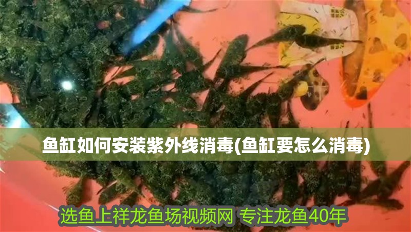 魚缸如何安裝紫外線消毒(魚缸要怎么消毒)