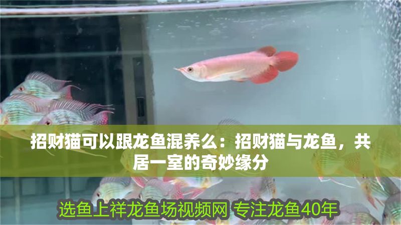 招財貓可以跟龍魚混養么：招財貓與龍魚，共居一室的奇妙緣分