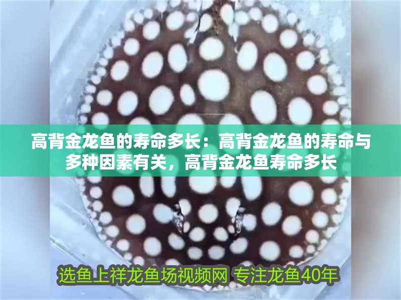 高背金龍魚的壽命多長：高背金龍魚的壽命與多種因素有關，高背金龍魚壽命多長