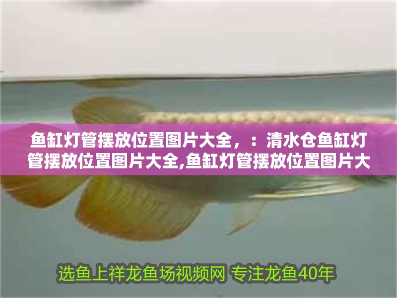魚缸燈管擺放位置圖片大全，：清水倉魚缸燈管擺放位置圖片大全,魚缸燈管擺放位置圖片大全