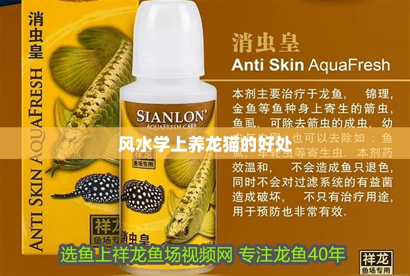 風水學上養龍貓的好處