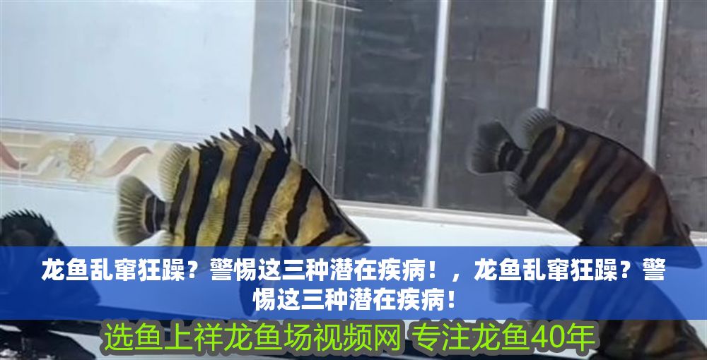 龍魚亂竄狂躁？警惕這三種潛在疾病！，龍魚亂竄狂躁？警惕這三種潛在疾病！