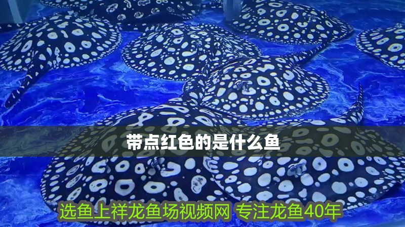 魚缸用增氧泵價格是多少:魚缸增氧機-xtrac增氧機-xtrac增氧機 帶點紅色的是什么魚 龍魚論壇 帶點紅色的是什么魚 帶點紅色的是什么魚 龍魚論壇