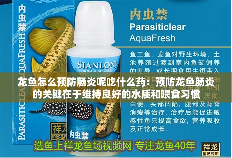 龍魚怎么預防腸炎呢吃什么藥：預防龍魚腸炎的關鍵在于維持良好的水質和喂食習慣