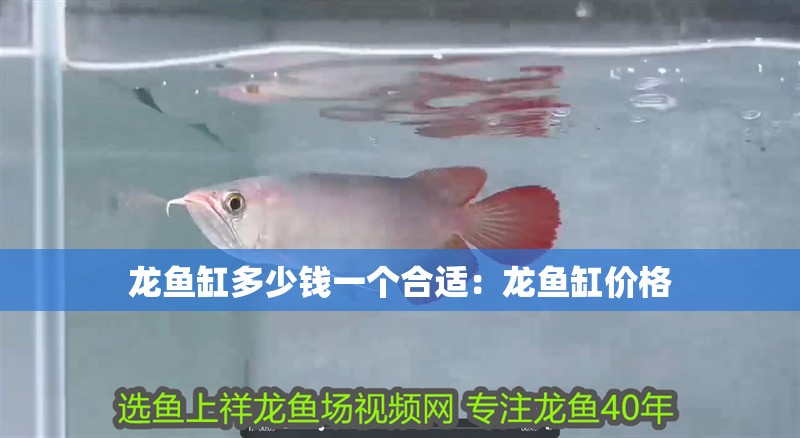 龍魚缸多少錢一個合適：龍魚缸價格