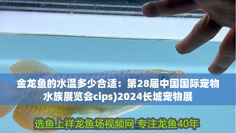 金龍魚的水溫多少合適：第28屆中國國際寵物水族展覽會cips)2024長城寵物展