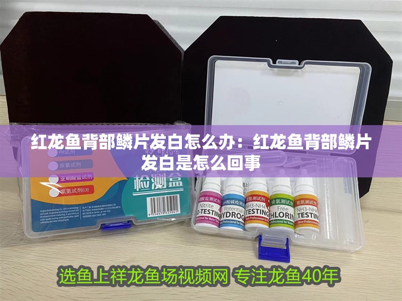 紅龍魚背部鱗片發(fā)白怎么辦：紅龍魚背部鱗片發(fā)白是怎么回事