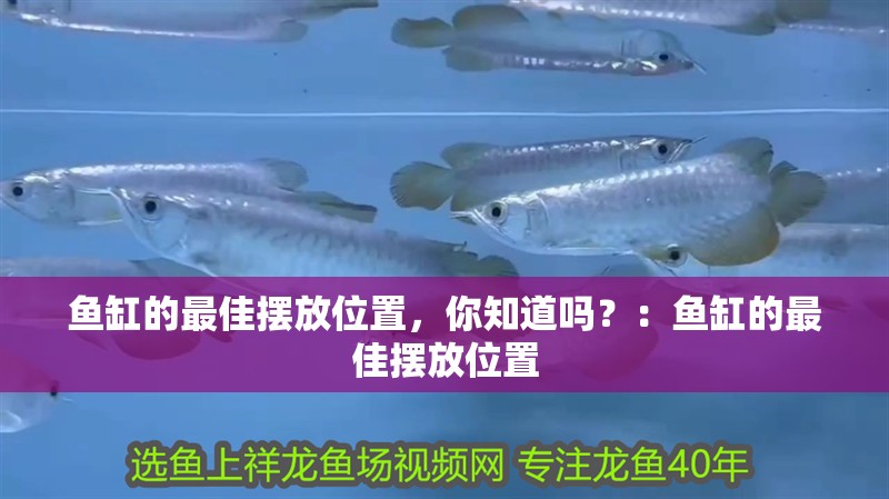 魚缸的最佳擺放位置，你知道嗎？：魚缸的最佳擺放位置