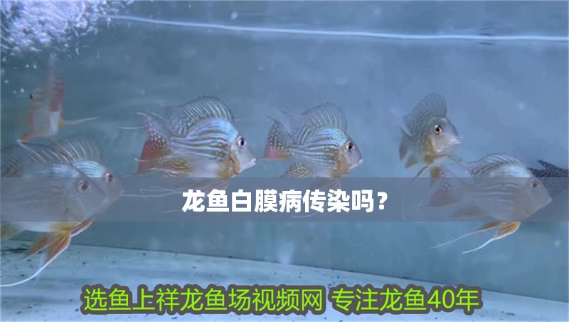 龍魚白膜病傳染嗎？