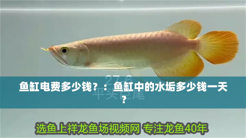 魚缸電費多少錢？：魚缸中的水垢多少錢一天？