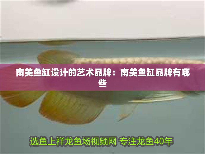 南美魚缸設計的藝術品牌：南美魚缸品牌有哪些