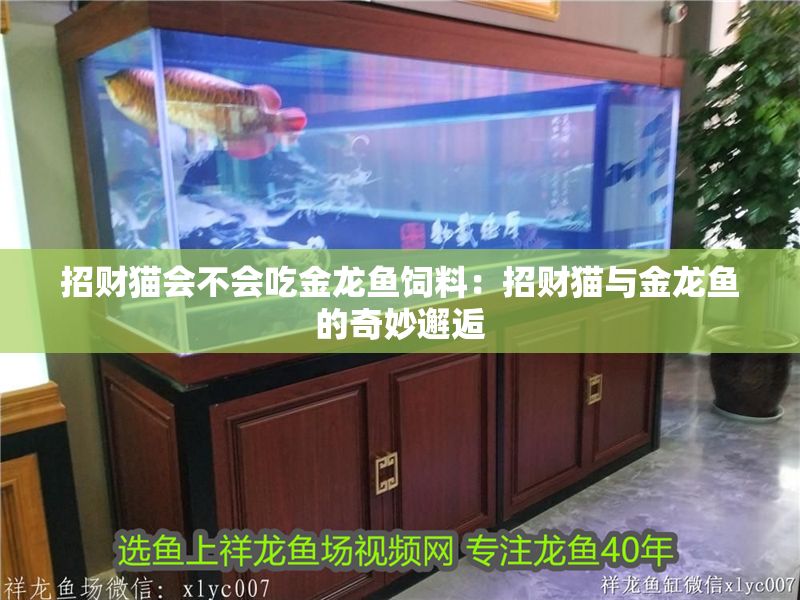 招財(cái)貓會(huì)不會(huì)吃金龍魚飼料：招財(cái)貓與金龍魚的奇妙邂逅