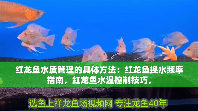 紅龍魚水質(zhì)管理的具體方法：紅龍魚換水頻率指南，紅龍魚水溫控制技巧，