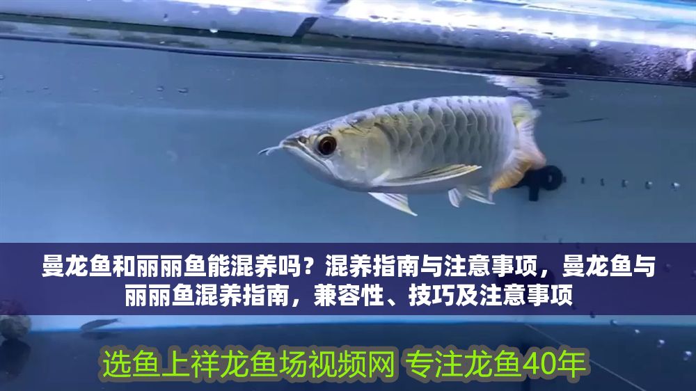 曼龍魚和麗麗魚能混養嗎？混養指南與注意事項，曼龍魚與麗麗魚混養指南，兼容性、技巧及注意事項