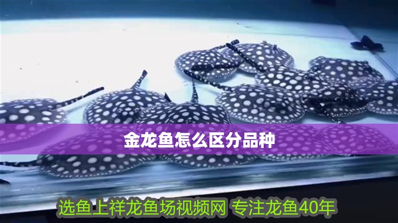 金龍魚怎么區分品種
