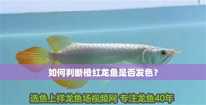 如何判斷橙紅龍魚是否發色？