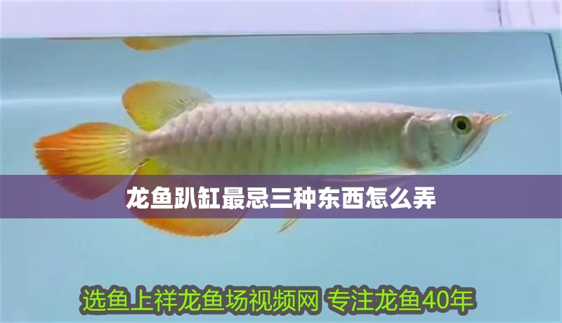 龍魚趴缸最忌三種東西怎么弄
