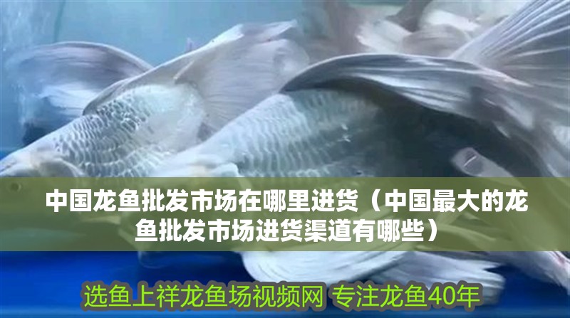 中國龍魚批發(fā)市場在哪里進(jìn)貨（中國最大的龍魚批發(fā)市場進(jìn)貨渠道有哪些）