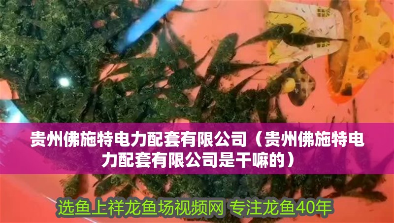 貴州佛施特電力配套有限公司（貴州佛施特電力配套有限公司是干嘛的）