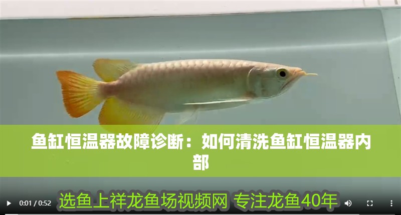 魚缸恒溫器故障診斷：如何清洗魚缸恒溫器內部