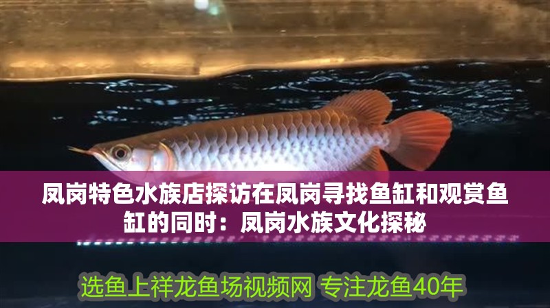 鳳崗特色水族店探訪在鳳崗尋找魚缸和觀賞魚缸的同時：鳳崗水族文化探秘