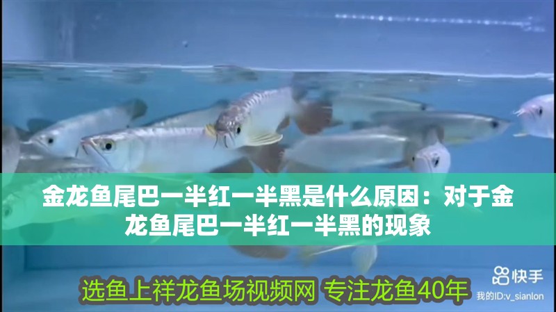 金龍魚尾巴一半紅一半黑是什么原因：對(duì)于金龍魚尾巴一半紅一半黑的現(xiàn)象