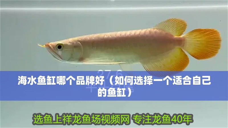 海水魚缸哪個品牌好（如何選擇一個適合自己的魚缸）
