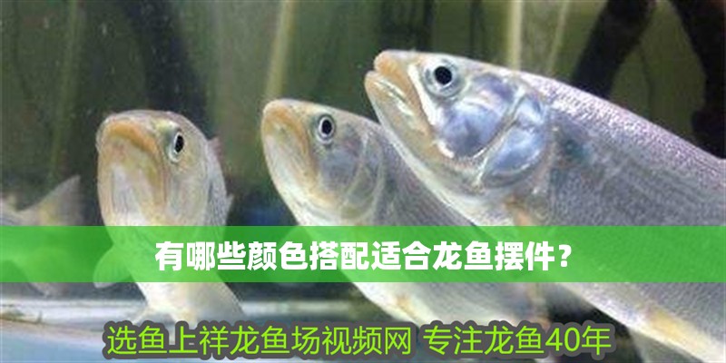有哪些顏色搭配適合龍魚擺件？