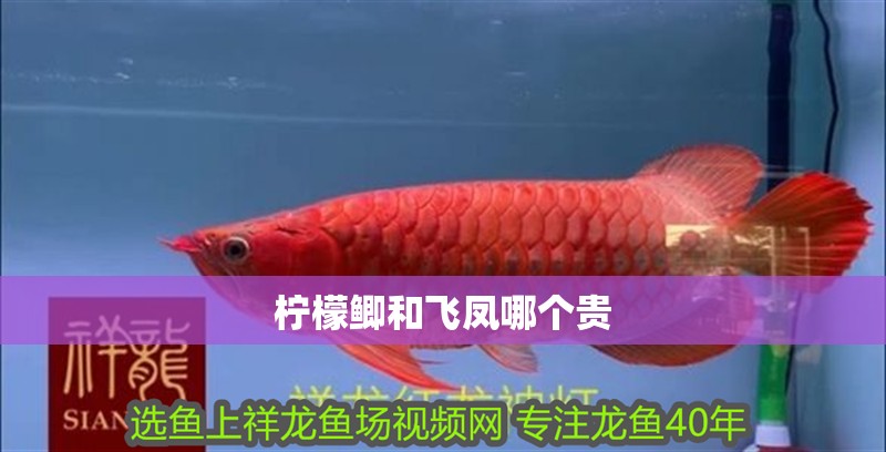 檸檬鯽和飛鳳哪個貴