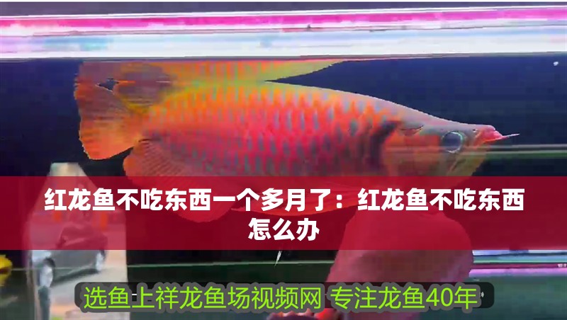 紅龍魚不吃東西一個多月了：紅龍魚不吃東西怎么辦