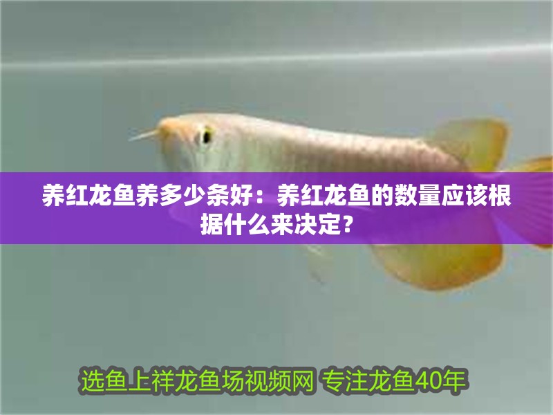 養紅龍魚養多少條好：養紅龍魚的數量應該根據什么來決定？