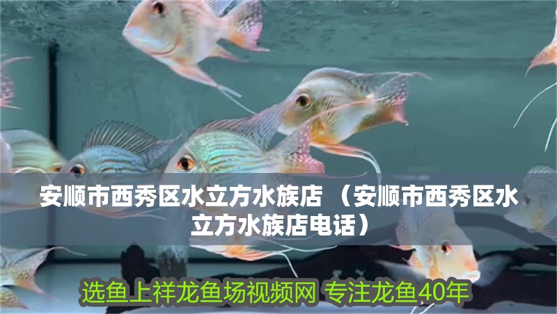 安順市西秀區水立方水族店 （安順市西秀區水立方水族店電話）